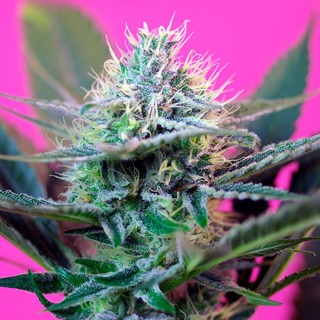 Auto + Speed  100 u. fem. Sweet Seeds