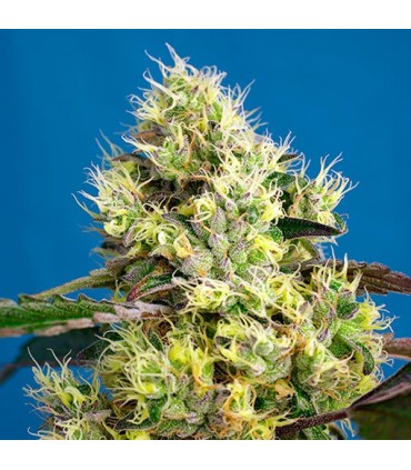 Auto Sweet Gelato 5+2 u. fem. Sweet Seeds