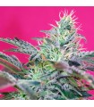 Auto Sweet Cheese XL fem. Sweet Seeds