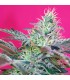 Auto Sweet Cheese XL 25 u. fem. Sweet Seeds