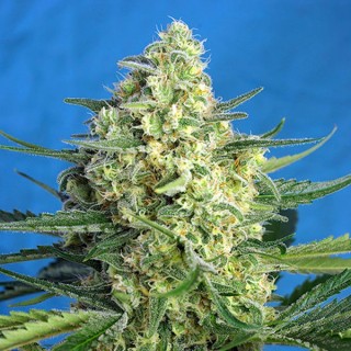 Auto Jack 47 XL fem. Sweet Seeds