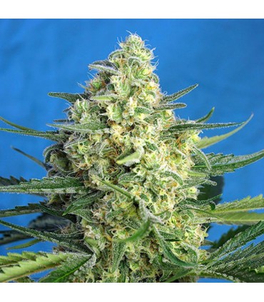 Auto Jack 47 XL 5+2 u. fem. Sweet Seeds