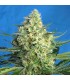 Auto Jack 47 XL 100 u. fem. Sweet Seeds