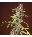 Red Mandarine F1 Fast Version fem. Sweet Seeds