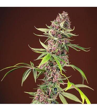 Red Mandarine F1 Fast Version 5+2 u. fem. Sweet Seeds