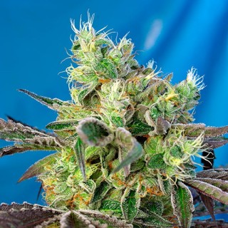 Do Sweet Dos 5+2 u. fem. Sweet Seeds