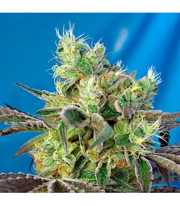 Do Sweet Dos 5+2 u. fem. Sweet Seeds