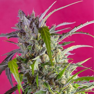 Auto Crystal Candy    25 u. fem. Sweet Seeds
