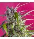 Auto Crystal Candy  100 u. fem. Sweet Seeds