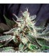 Black Jack   25 u.  fem. Sweet Seeds