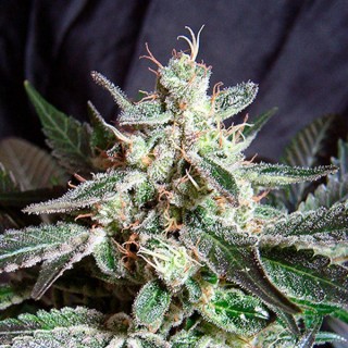 Black Jack   25 u.  fem. Sweet Seeds