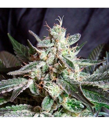 Black Jack   100 u.  fem. Sweet Seeds