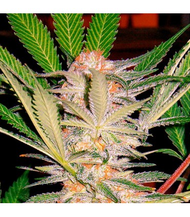 SAD   25 u. fem. Sweet Seeds