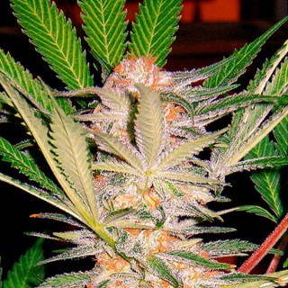 SAD   100 u. fem. Sweet Seeds