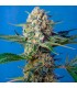 Crystal Candy F1 Fast Version 25 u. fem. Sweet Seeds