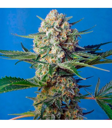 Crystal Candy F1 Fast Version 25 u. fem. Sweet Seeds