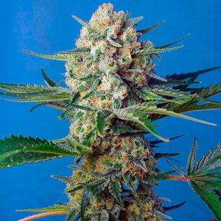 Crystal Candy F1 Fast Version 100 u. fem. Sweet Seeds