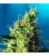 Sweet Pure CBD 25 u. fem. Sweet Seeds