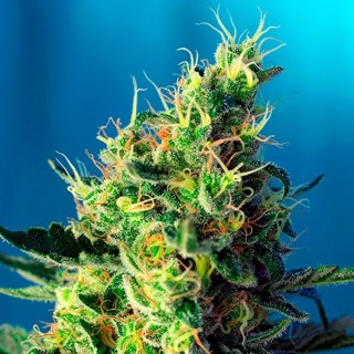 Sweet Pure CBD 100 u. fem. Sweet Seeds
