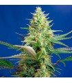 Auto CBD Sweet Pure fem. Sweet Seeds