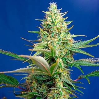 Auto CBD Sweet Pure 100 u. fem. Sweet Seeds