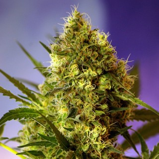 Auto Big Devil XL 100 u. fem. Sweet Seeds