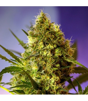 Auto Big Devil XL 100 u. fem. Sweet Seeds