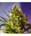 Auto Big Devil XL 100 u. fem. Sweet Seeds