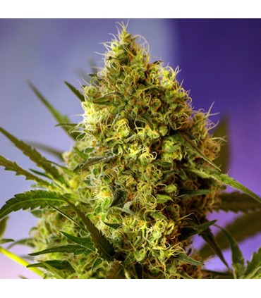 Auto Big Devil XL  25 u. fem. Sweet Seeds