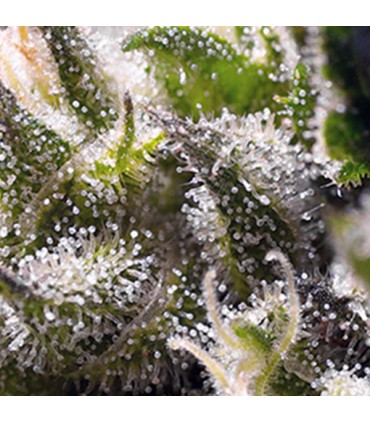 Auto Cream Caramel  25 u. fem. Sweet Seeds