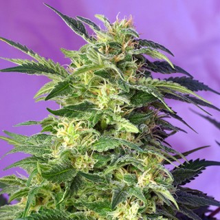 Auto Killer Kush fem. Sweet Seeds