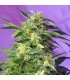 Auto Killer Kush   5+2 u. fem. Sweet Seeds