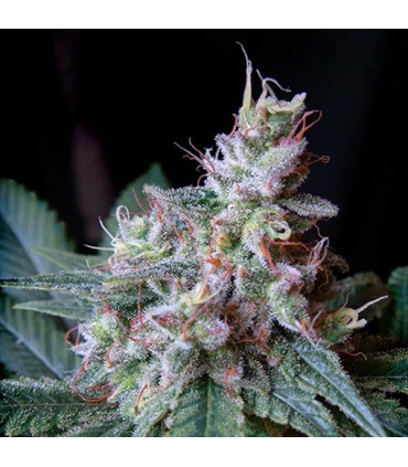 Cream Caramel 100 u. fem. Sweet Seeds