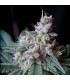Cream Caramel 25 u. fem. Sweet Seeds
