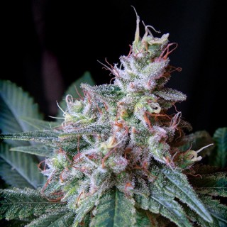 Cream Caramel 25 u. fem. Sweet Seeds