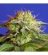 Green Poison  25 u. fem. Sweet Seeds
