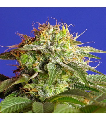 Green Poison  25 u. fem. Sweet Seeds