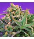 Sweet Cheese Fast Version   5+2 u. fem. Sweet Seeds