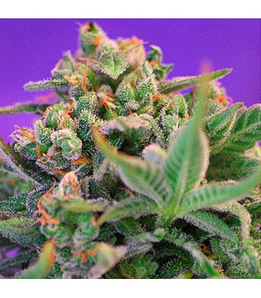 Sweet Cheese Fast Version   5+2 u. fem. Sweet Seeds