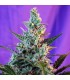 Sweet Skunk Fast Version fem. Sweet Seeds