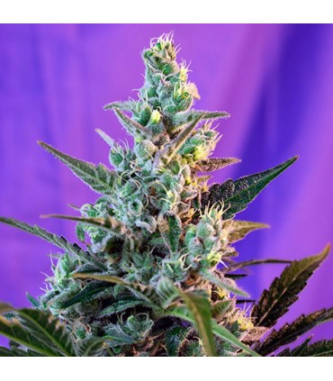 Sweet Skunk Fast Version fem. Sweet Seeds