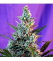 Sweet Skunk Fast Version fem. Sweet Seeds