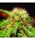 Sweet Tai fem. Sweet Seeds