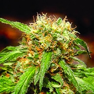 Sweet Tai   5+2 u. fem. Sweet Seeds