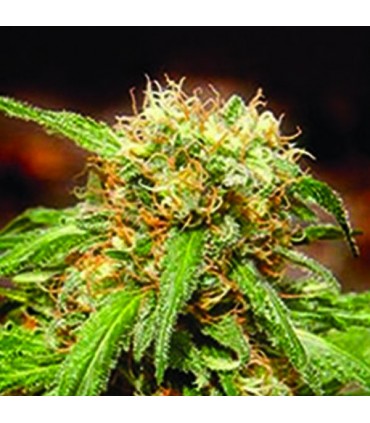 Sweet Tai   5+2 u. fem. Sweet Seeds