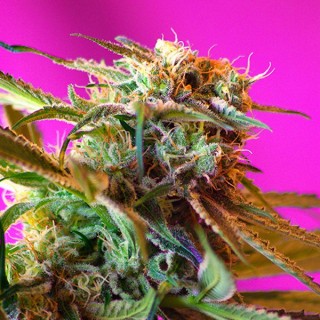 Wild Rose   5+2 u. fem. Sweet Seeds