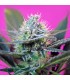 Auto + Speed fem. Sweet Seeds