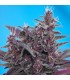 Auto Black Cream   5+2 u. fem. Sweet Seeds