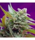 Auto Black Jack fem. Sweet Seeds