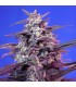 Auto Bloody Skunk   5+2 u. fem. Sweet Seeds